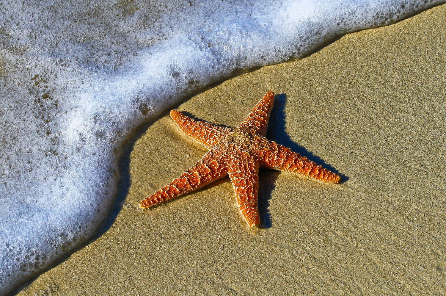 Collezione Linea Mare